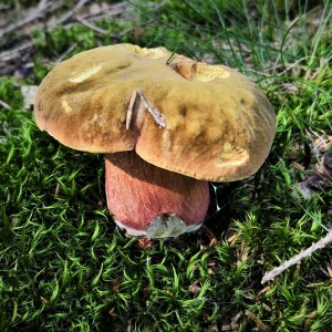 IMG_20200915_105531 (1)